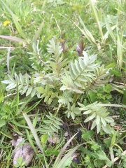 Valeriana officinalis sambucifolia