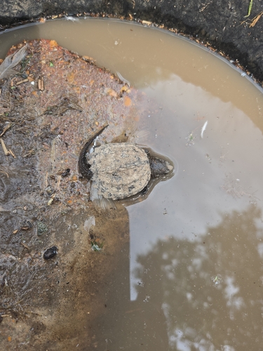 Common Snapping Turtle