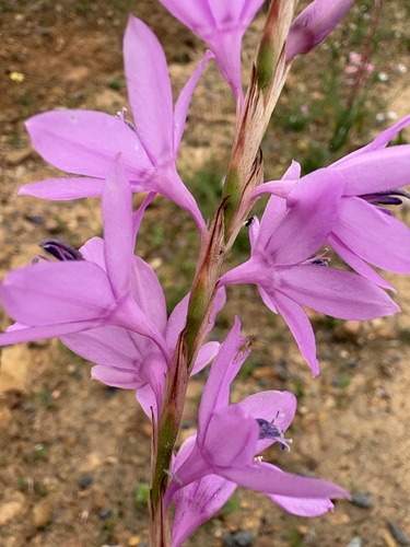 Watsonia marginata, photograph 3