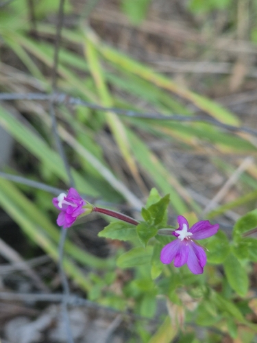 Great Willowherb