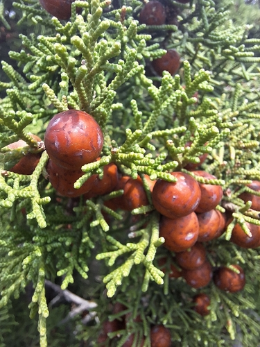 Phoenicean juniper