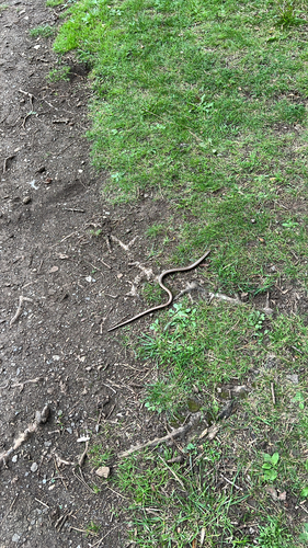 Common Slowworm