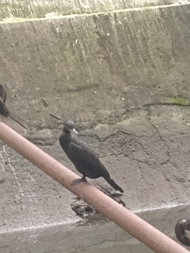 Neotropic Cormorant