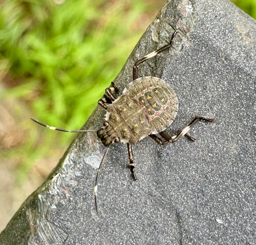 Brown Marmorated Stink Bug