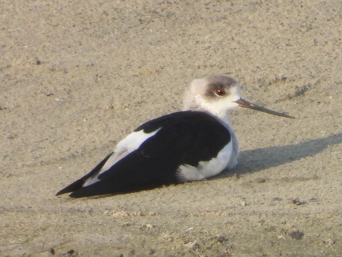 Black-winged Stilt