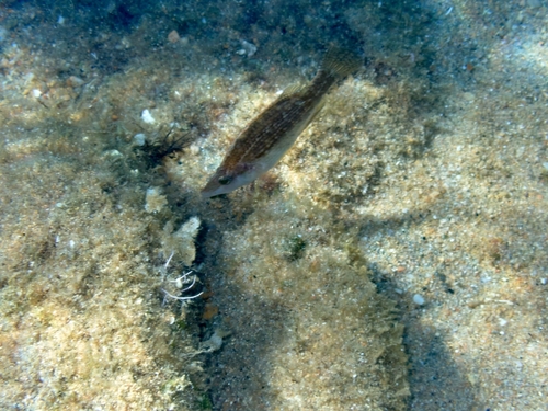 Pointed-snout Wrasse