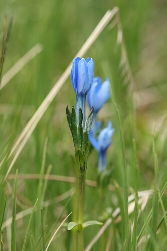 Gentiana bavarica, photograph 3