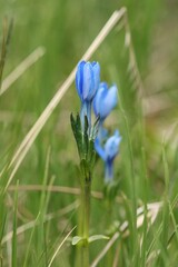Gentiana bavarica, photograph (c) Antoine Thivolle, some rights reserved (CC BY)