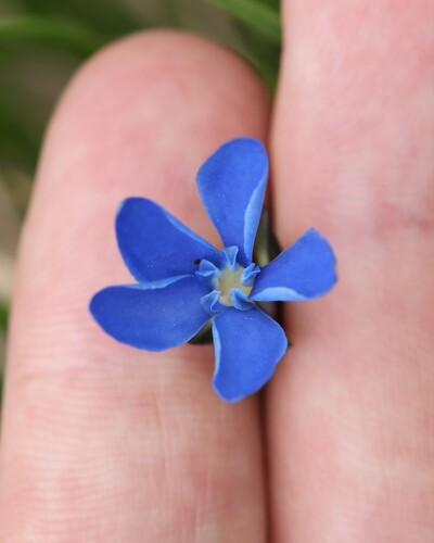 Gentiana bavarica, photograph 4