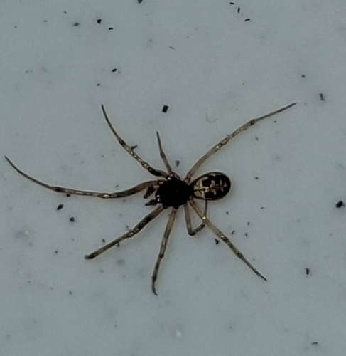 Triangulate Combfoot
