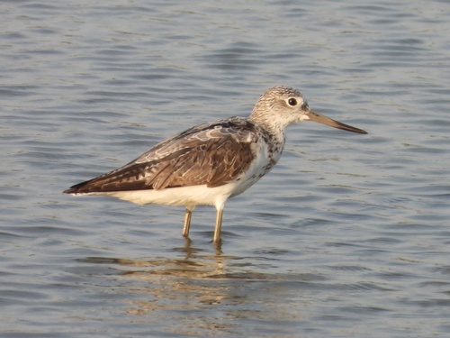Common Greenshank