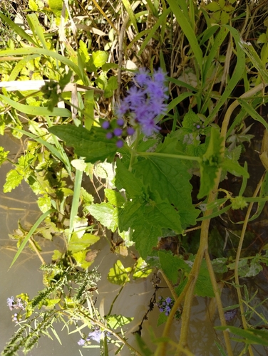 blue mistflower