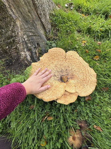Dryad's Saddle
