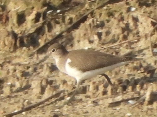 Common Sandpiper