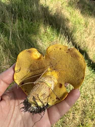 Larch Bolete