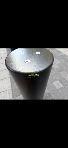 Carolina Mantis