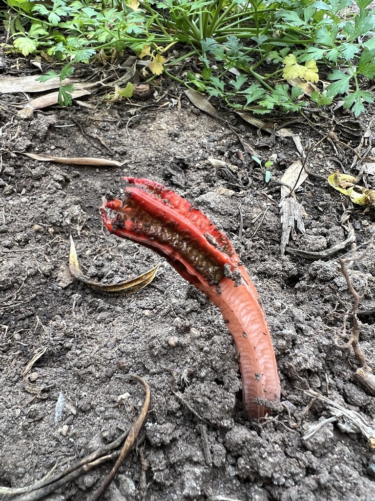 lantern stinkhorn · September 2026 · photo: Photo: (c) redrovertracy, some rights reserved (CC BY) · iNaturalist