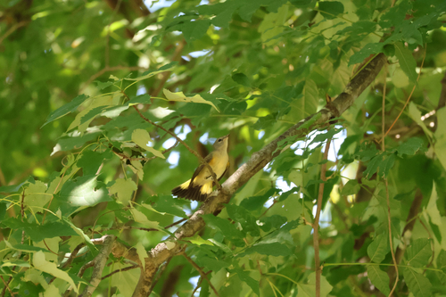 American Redstart