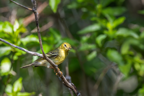 Blackpoll Warbler