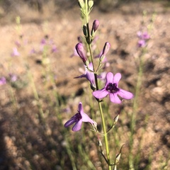Penstemon thurberi