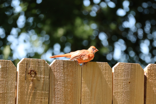 Northern Cardinal