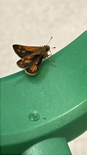 Peck's Skipper