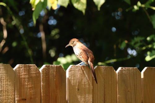Brown Thrasher