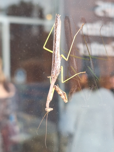 Carolina Mantis
