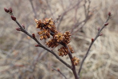 Myrica gale tomentosa