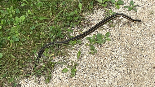 Chicago Garter Snake