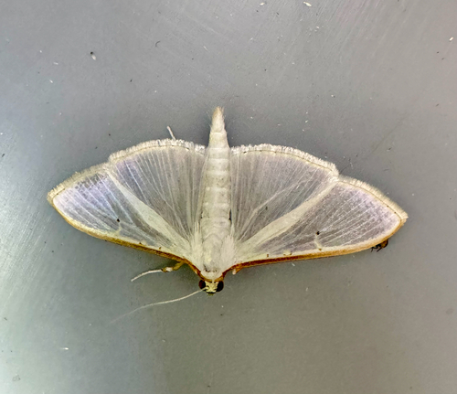 Jasmine Moth