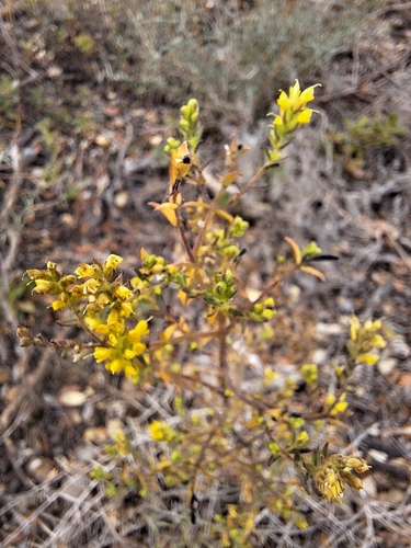 Odontites viscosus