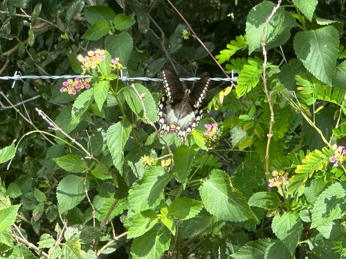 Spicebush Swallowtail