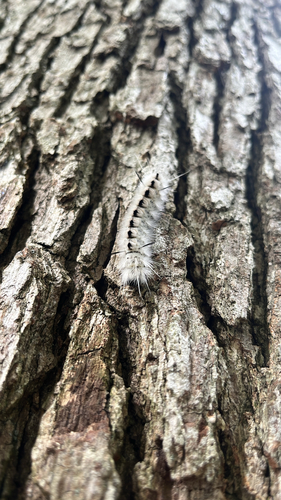 Hickory Tussock Moth