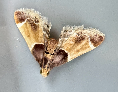 Meal moth