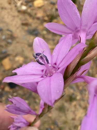 Watsonia marginata, photograph 4