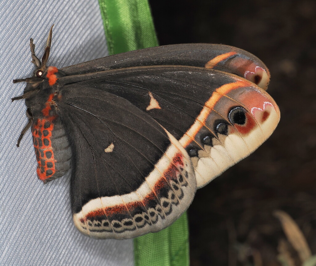 Calleta Silkmoth