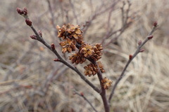 Myrica gale tomentosa