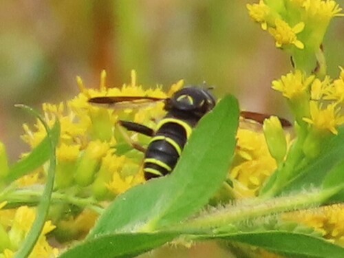 Four-lined Hornet Fly