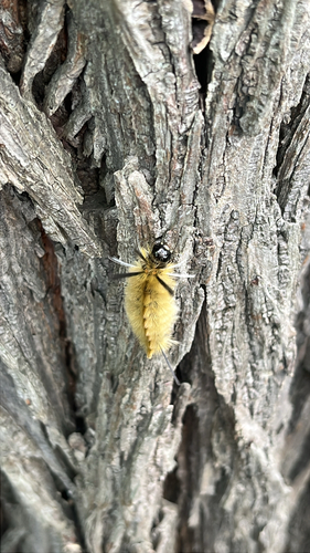 Banded Tussock Moth