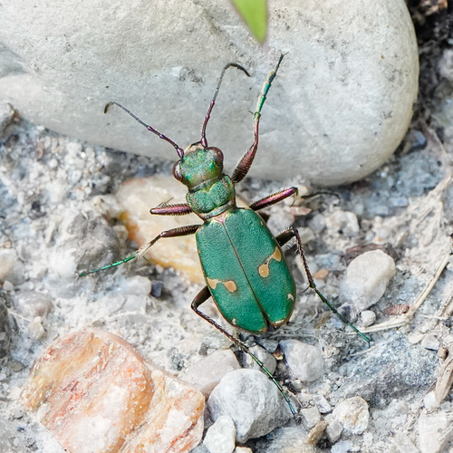 Green Tiger Beetle