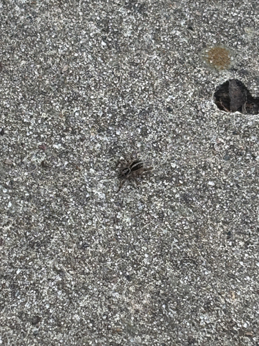 Pantropical Jumping Spider