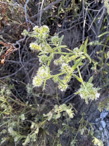 Cryptantha maritima