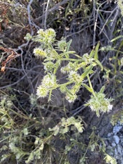 Cryptantha maritima
