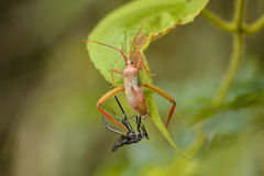 Stenometapodus impictus