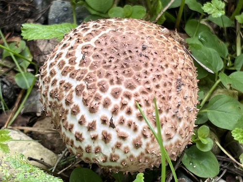 Freckled Dapperling