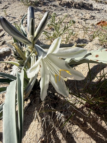 Hesperocallis undulata, photograph 4