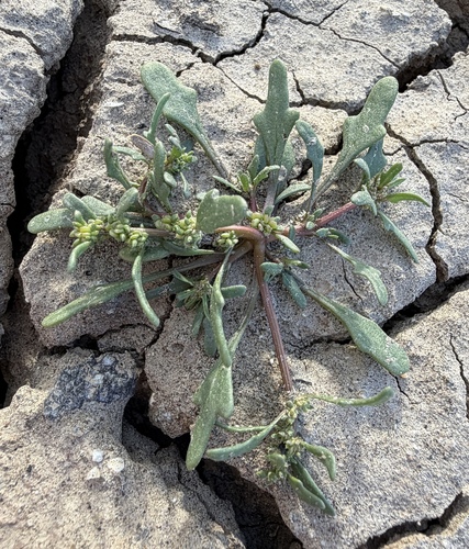 Blitum nuttallianum