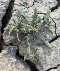 Blitum nuttallianum