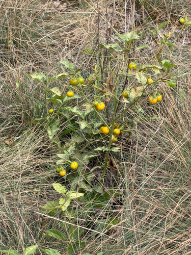Carolina horsenettle